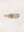 Universe Ring